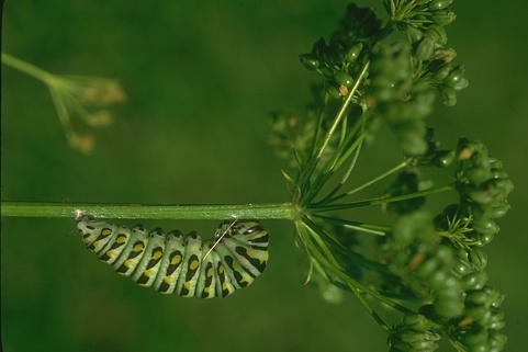 Sample Image 2 Original