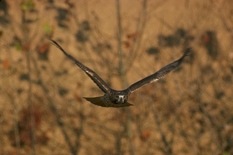 Sample Image 6 Original