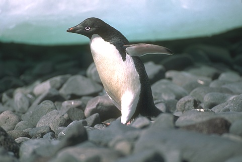 Sample Image 7 Original