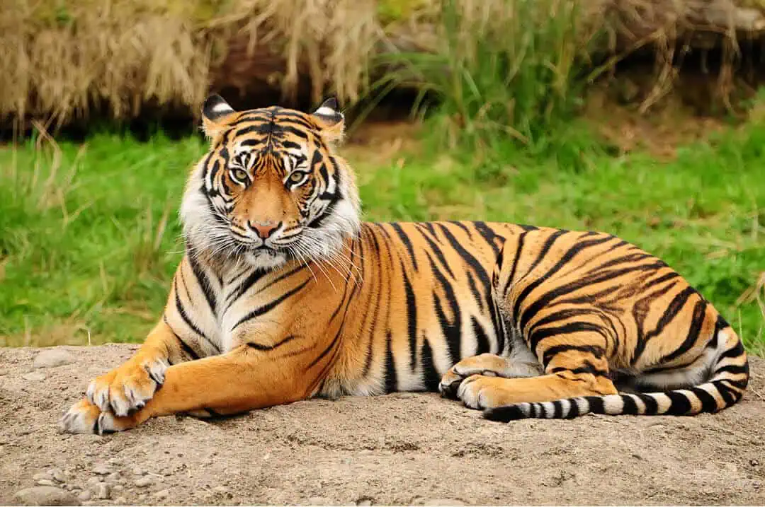 Sample Image NVA-tiger Original