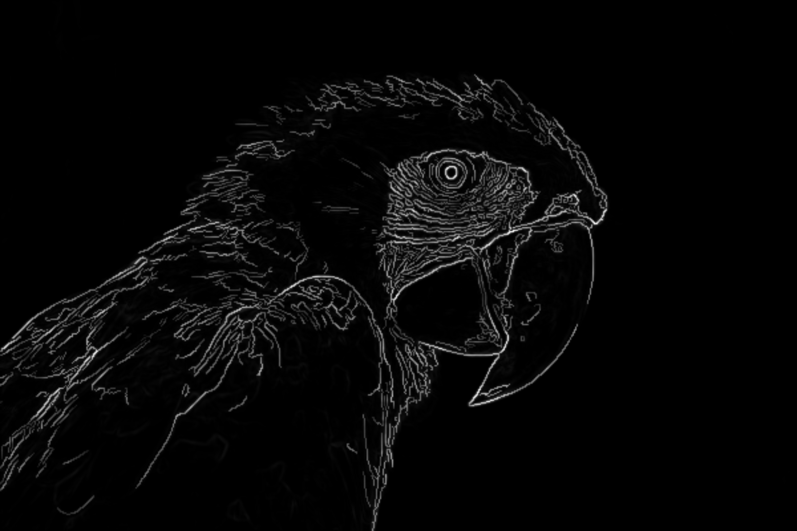 Sample Image parrot Edge Detection