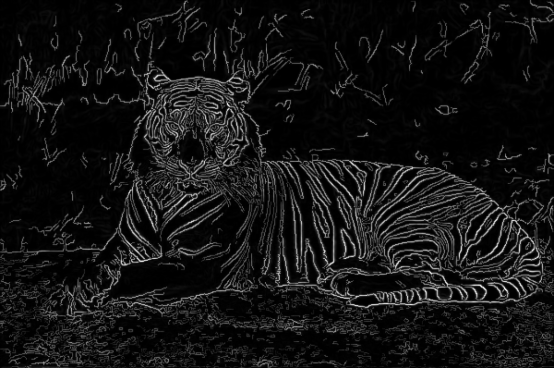 Sample Image NVA-tiger Edge Detection