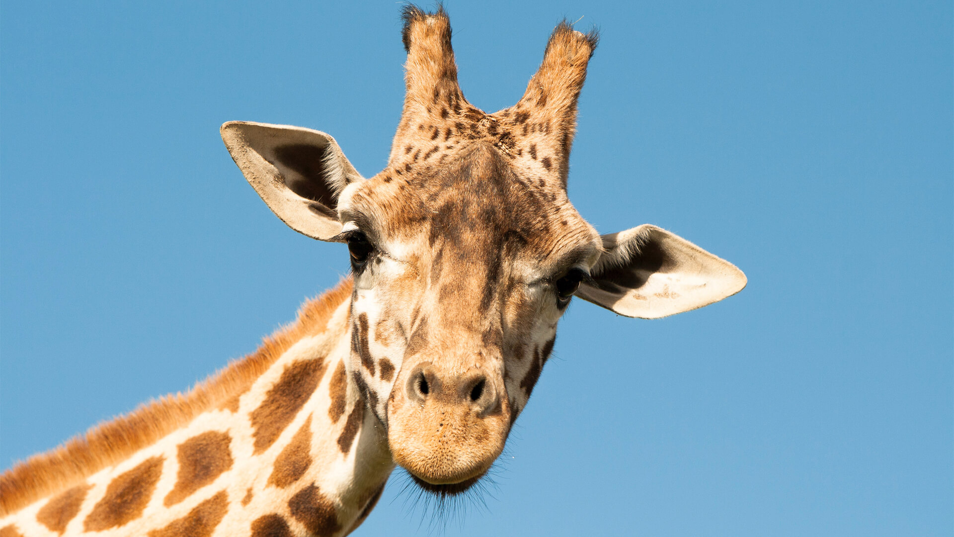 Sample Image trial Original